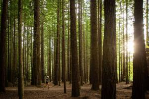 Τα αποτελέσματα του Tarawera Ultra Marathon