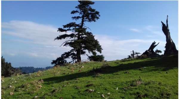 Kallidromo Trail Run 2017: Ιστορία και πανέμορφη φύση στα μονοπάτια του Καλλίδρομου!