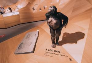 Αναπαράσταση της Lucy - Photo copyright: Shutterstock