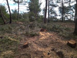 Καταγγελία του ΣΔΥΘ για κίνδυνο πυρκαγιάς στο Σέϊχ Σου από την συνεχιζόμενη υλοτομία και τα διάσπαρτα κομμένα κλαδιά!